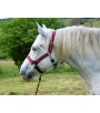 Halter for draft horse